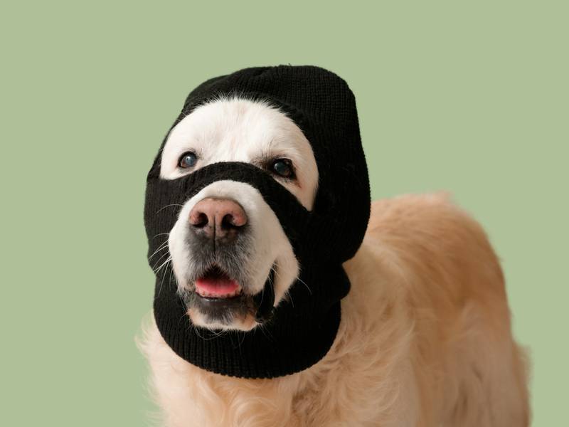 BOAH warns of pet-related scams around the holidays