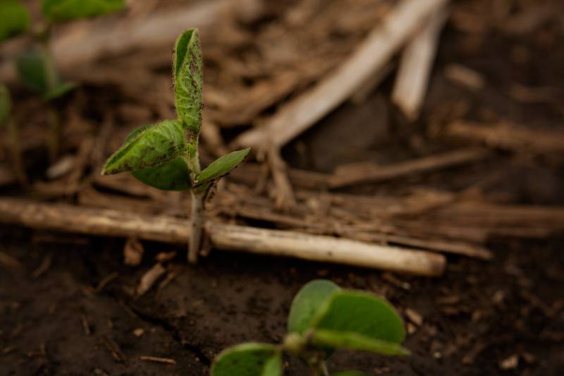 Planting and emergence of the 2023 soybean crop began a little earlier than normal.