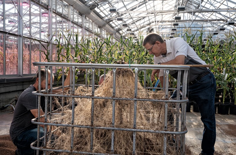 Researchers at the University of Illinois at Urbana-Champaign and Beck’s Hybrids conduct studies to understand corn root architecture.