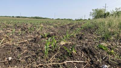 Indiana crop progress for week ending June 1