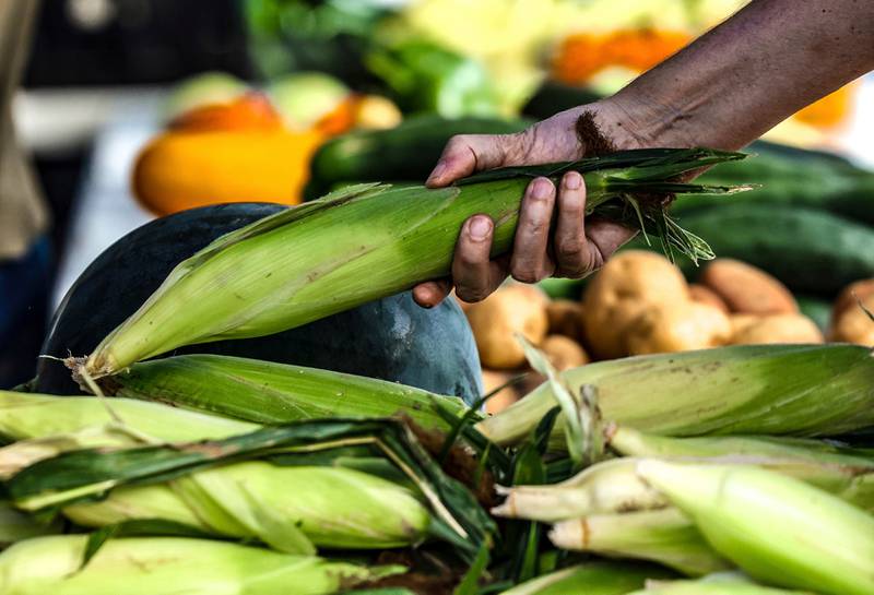 A shopper picks through corn while browsing the vendor booths set up at a farmers market.
