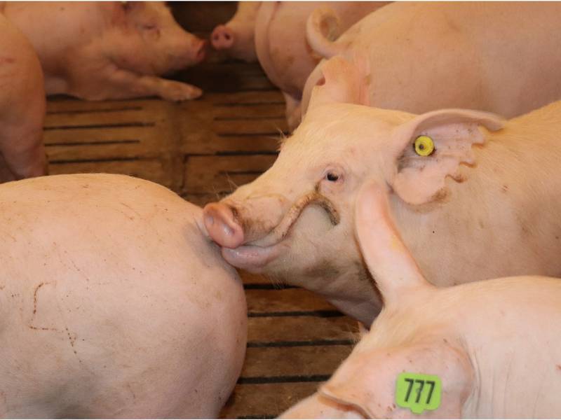 Tail biting: What your pigs are trying to tell you  