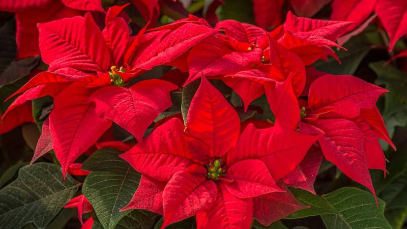 Growing poinsettias as houseplants is pretty simple: Provide water, sunlight and occasional fertilizer, and they’ll be happy.