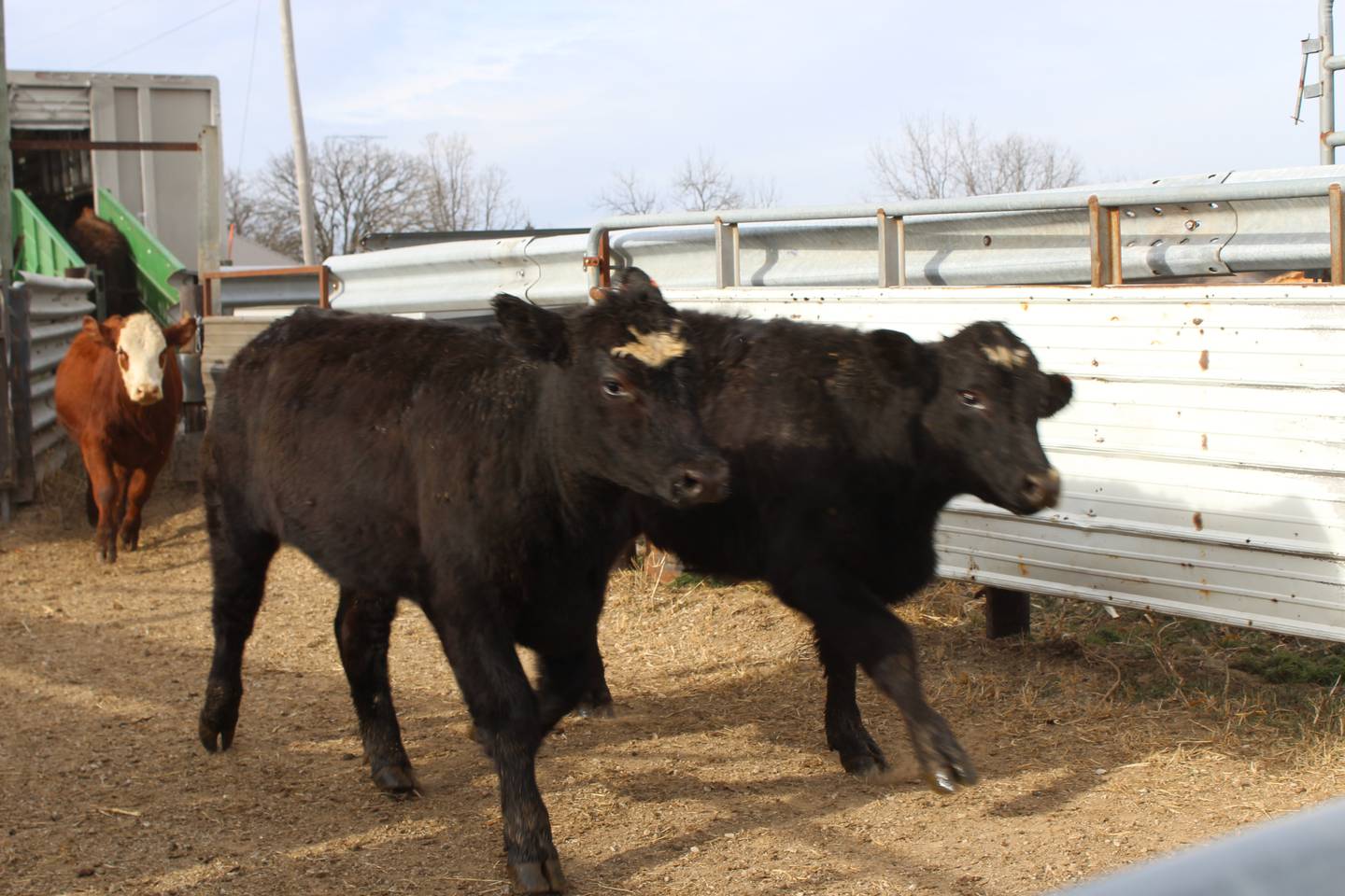 Cattle are unloaded off the truck at the Rahn farm in Carroll County in northwestern Illinois. The cattlemen prefer to purchase yearling cattle, weighing about 800 pounds to place into their feedlots.