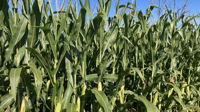 Indiana crop progress for week ending Aug. 17