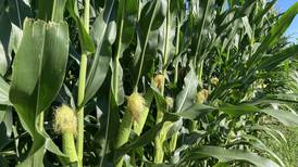 Indiana crop progress for week ending July 20