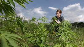 Purdue offers new online course focusing on hemp as a crop
