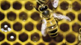 Vermont governor vetoes bill to restrict pesticide that is toxic to bees, saying it’s anti-farmer