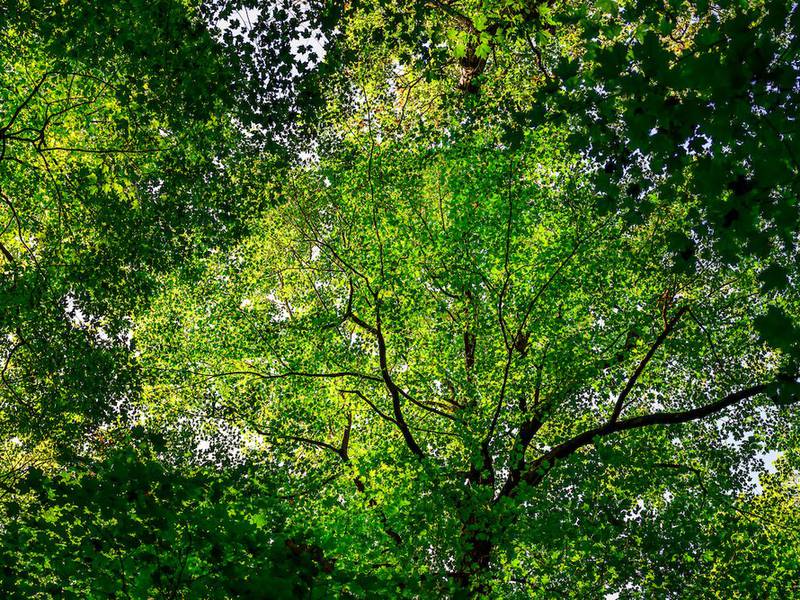 Illinois forestry expert weighs in on U.S. Forest Service reorganization