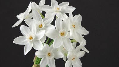 Bringing winter blooms to your home: How to grow and care for paperwhites