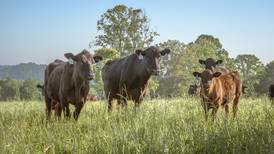 PI calves are silent spreaders of BVDV