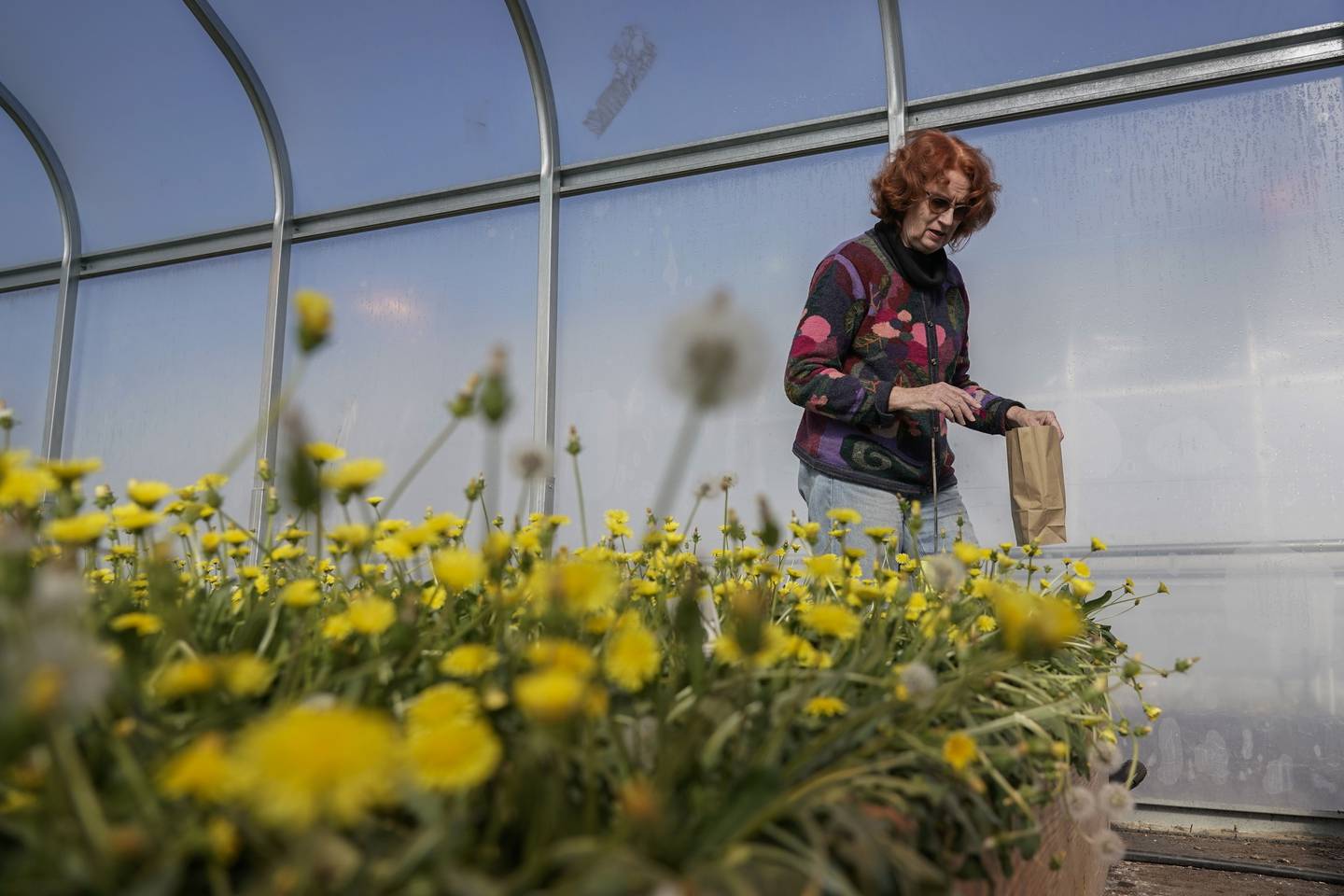 Katrina Cornish, a professor at Ohio State University who studies rubber alternatives, harvests rubber dandelion seeds inside a greenhouse in Wooster, Ohio.