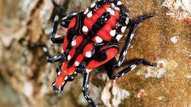 See them, crush them: Invasive spotted lanternfly found in northern Indiana