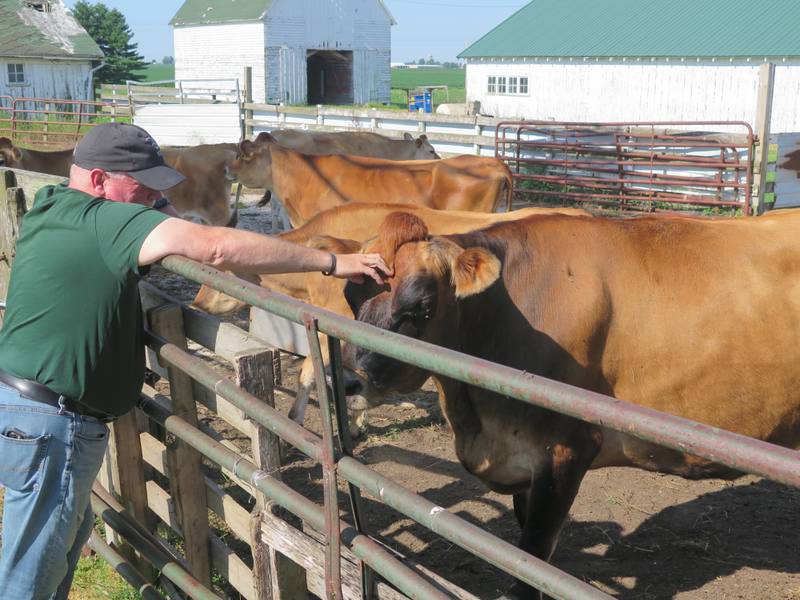 The Jersey cows were hamming it up during a visit with Ken Ropp at the breeding facility on the east edge of Bloomington, Illinois. Ropp detailed the program utilized to provide quality Jerseys for their dairy business.