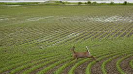 Deer nuisance bill awaits governor’s signature