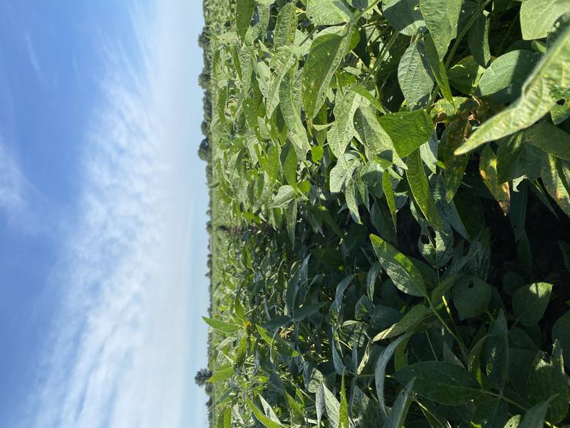 Beck’s adds high-oleic soy trait to its portfolio