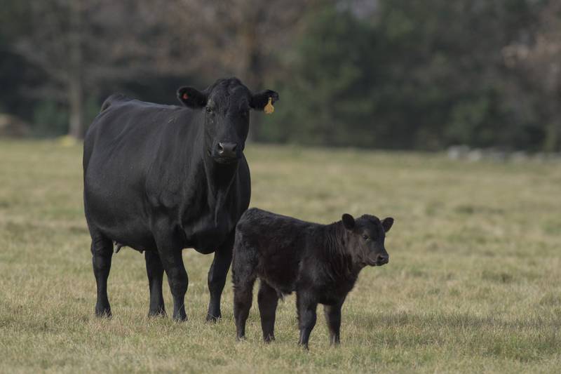Even a few weeks earlier in the calving season can mean heavier calves and stronger returns at weaning.