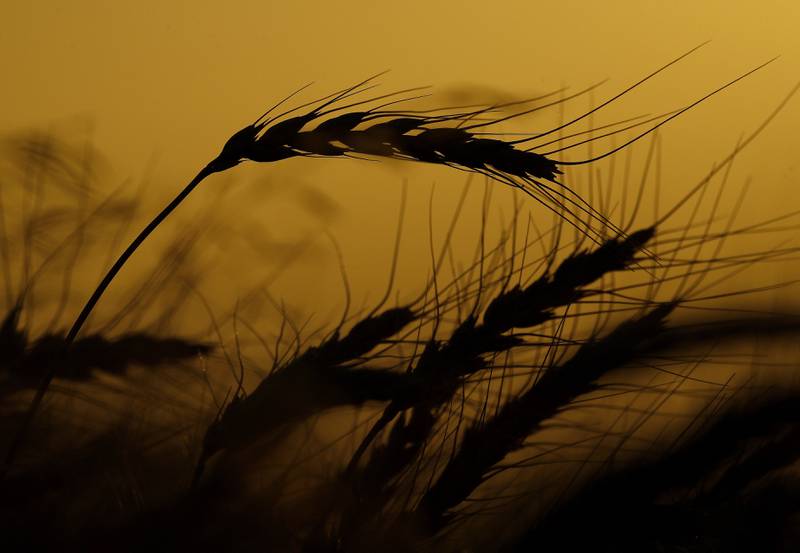 Winter wheat stands ready to by harvested.