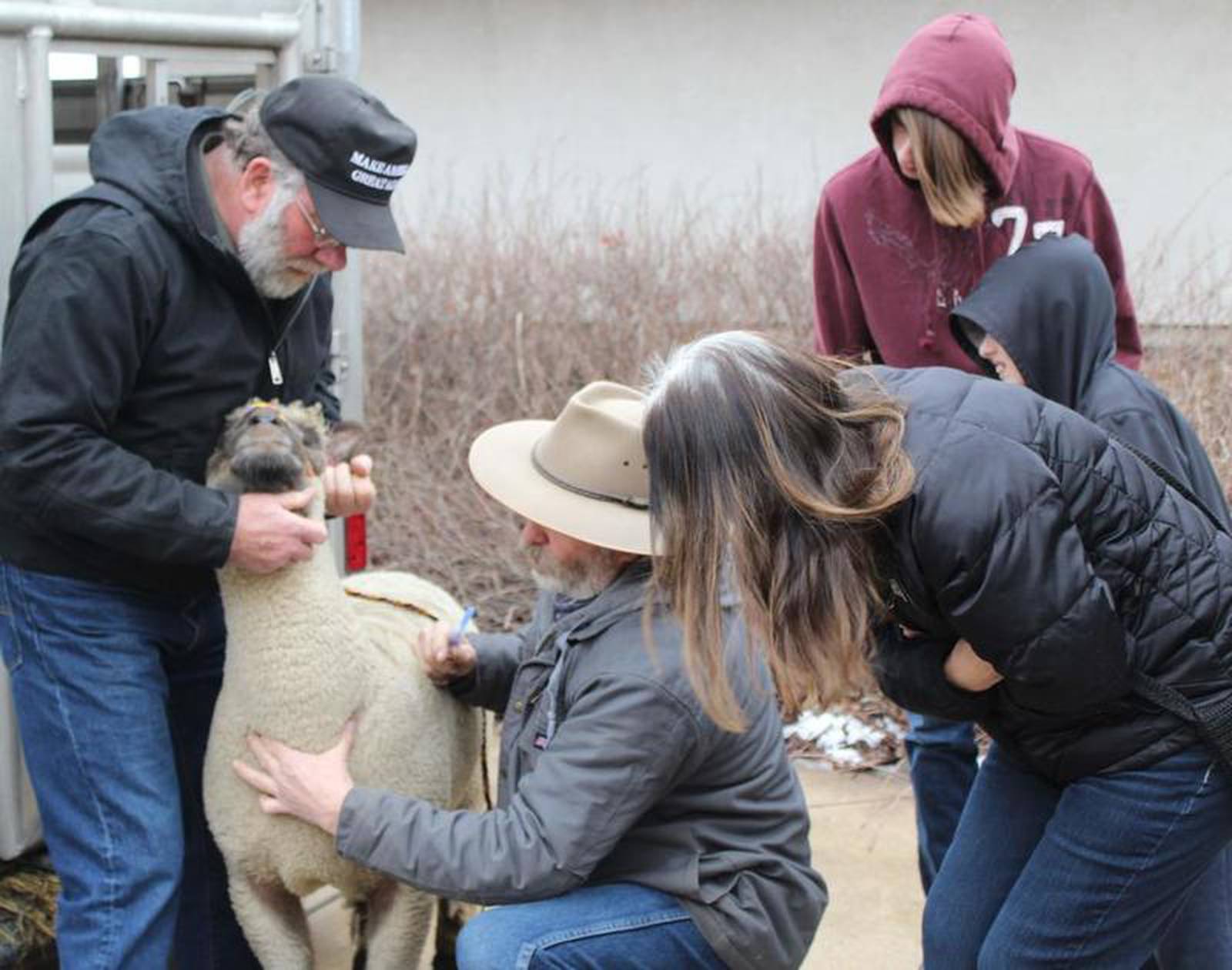 Shepherds test sheep DNA Blood samples determine disease, pregnancy