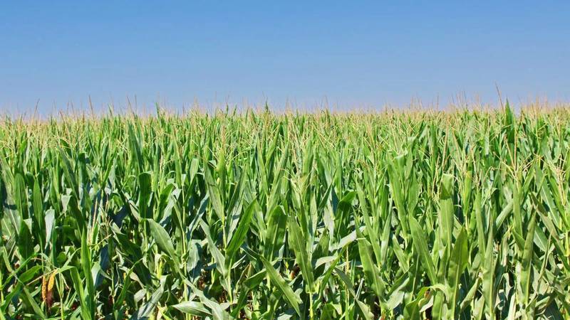 While the differences between field corn and sweet corn are huge, the fact that we rely on both to keep us fed is not.
