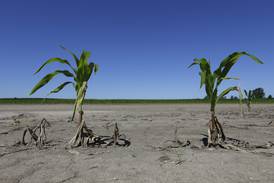 39 Illinois counties designated disaster areas