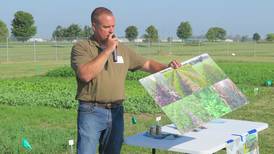 Soybean Association plot features cover crop options