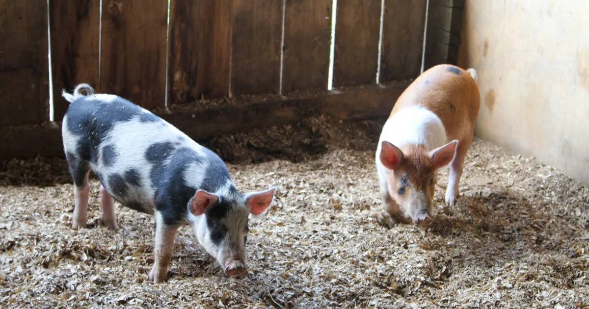 AgriNews: Revolutionizing Pork Farming in the Modern Age