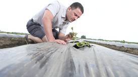 As-needed pesticide use beneficial to environment