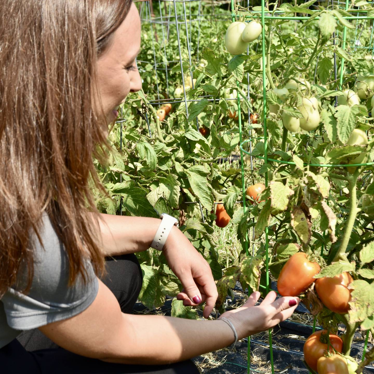Audrey Grimm, senior vice president and chief human resources and diversity officer at Corteva Agriscience, gets a closer look at the tomatoes growing in the two-acre Harvest for Hunger garden. Fresh produce from more than 20 different crops grown in the garden is donated to five area food pantries.