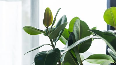 Calendar: Cutting, dividing, rooting houseplants