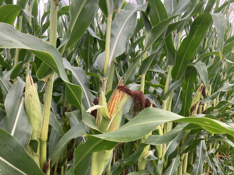 Indiana crop progress for week ending Aug. 10.