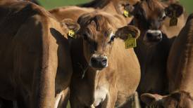 8 tips for cattle farmers this February