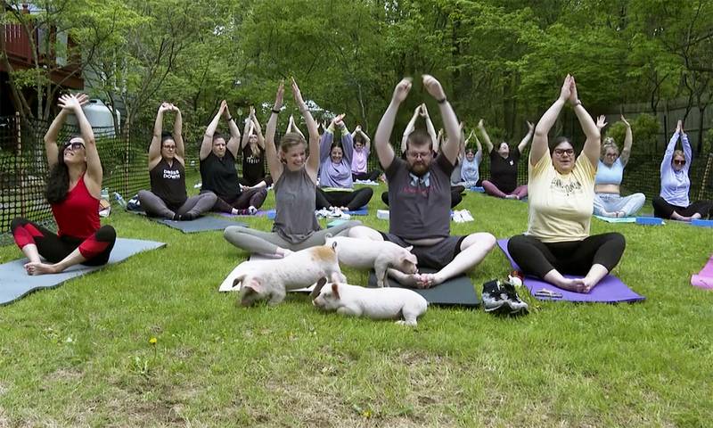 Piglets interact with yoga class participants in Spencer, Massachusetts.