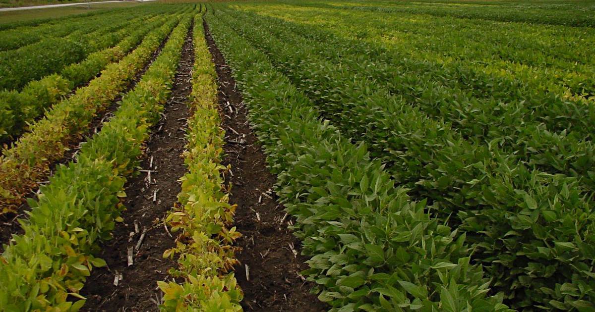 Continuous soybean considerations AgriNews
