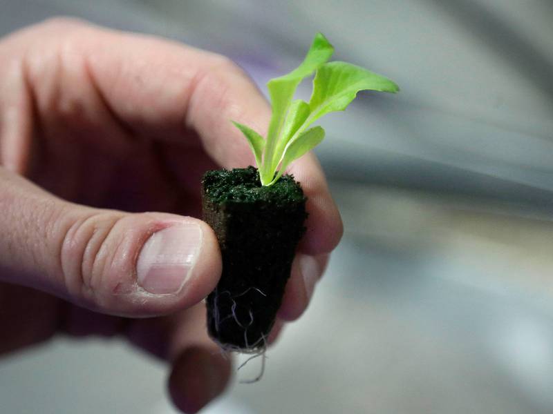 Backyard vegetable gardens are healthy for people and the planet