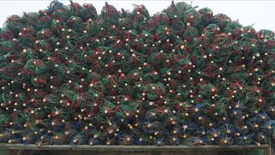 Supply, prices steady in Christmas tree grower survey 