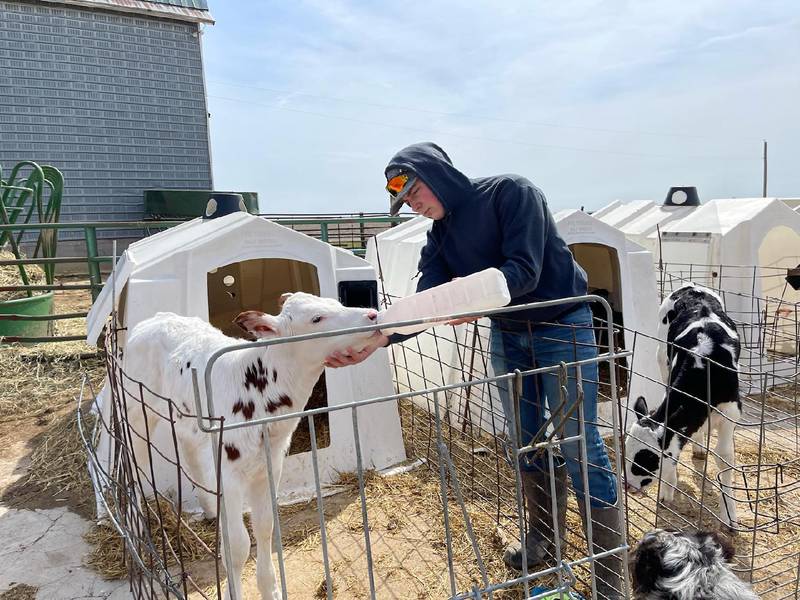 Nevin Erbsen feeds a dairy calf as part of his FFA project that included working on two dairy farms. Erbsen was named one of four finalists for the American Star in Agricultural Placement and he will be introduced during the National FFA Convention & Expo.