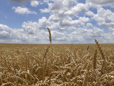 Hamilton, Montgomery top wheat yielders
