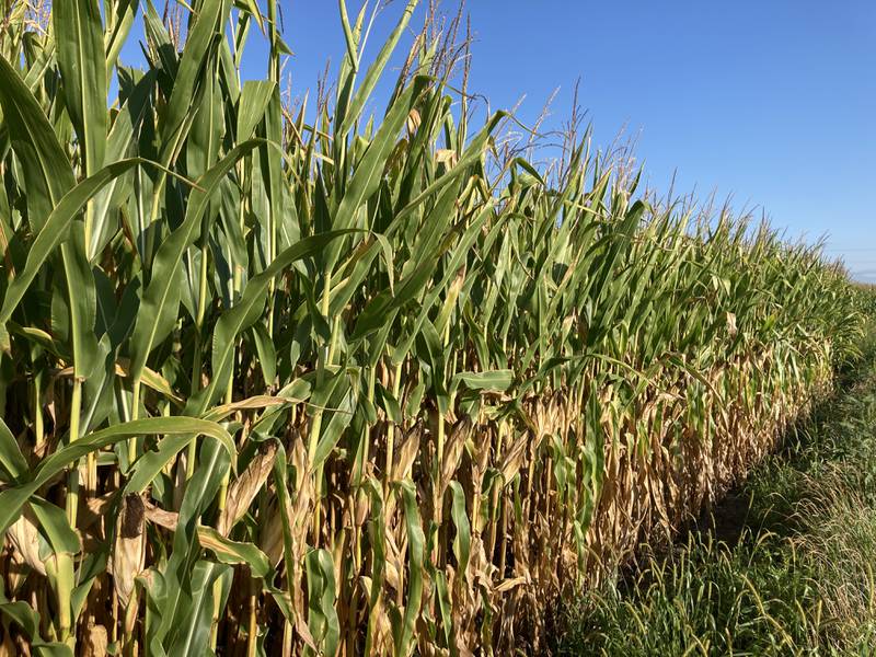 Sept. 5, 2025, Indiana crop progress.