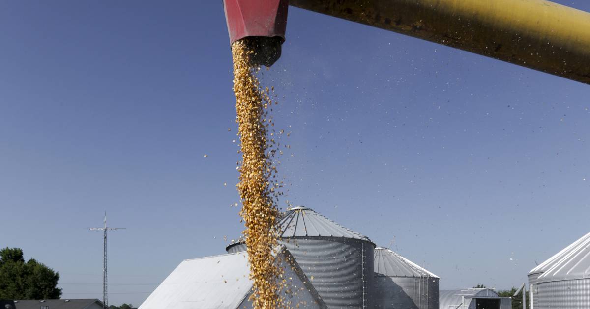 Bearish report highlights need for biofuel certainty