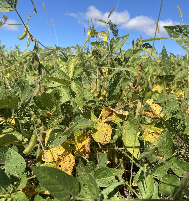 Indiana crop progress.