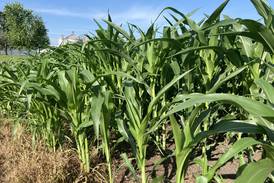 Illinois crop progress for week ending June 29