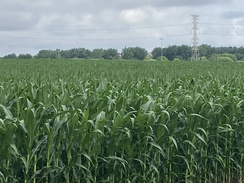 Indiana crop progress for July 18, 2025.