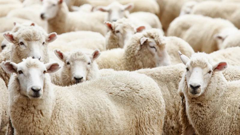 The NAHMS Sheep 2024 study is the fourth comprehensive survey of flock health, management practices and other important factors in the U.S. sheep industry.