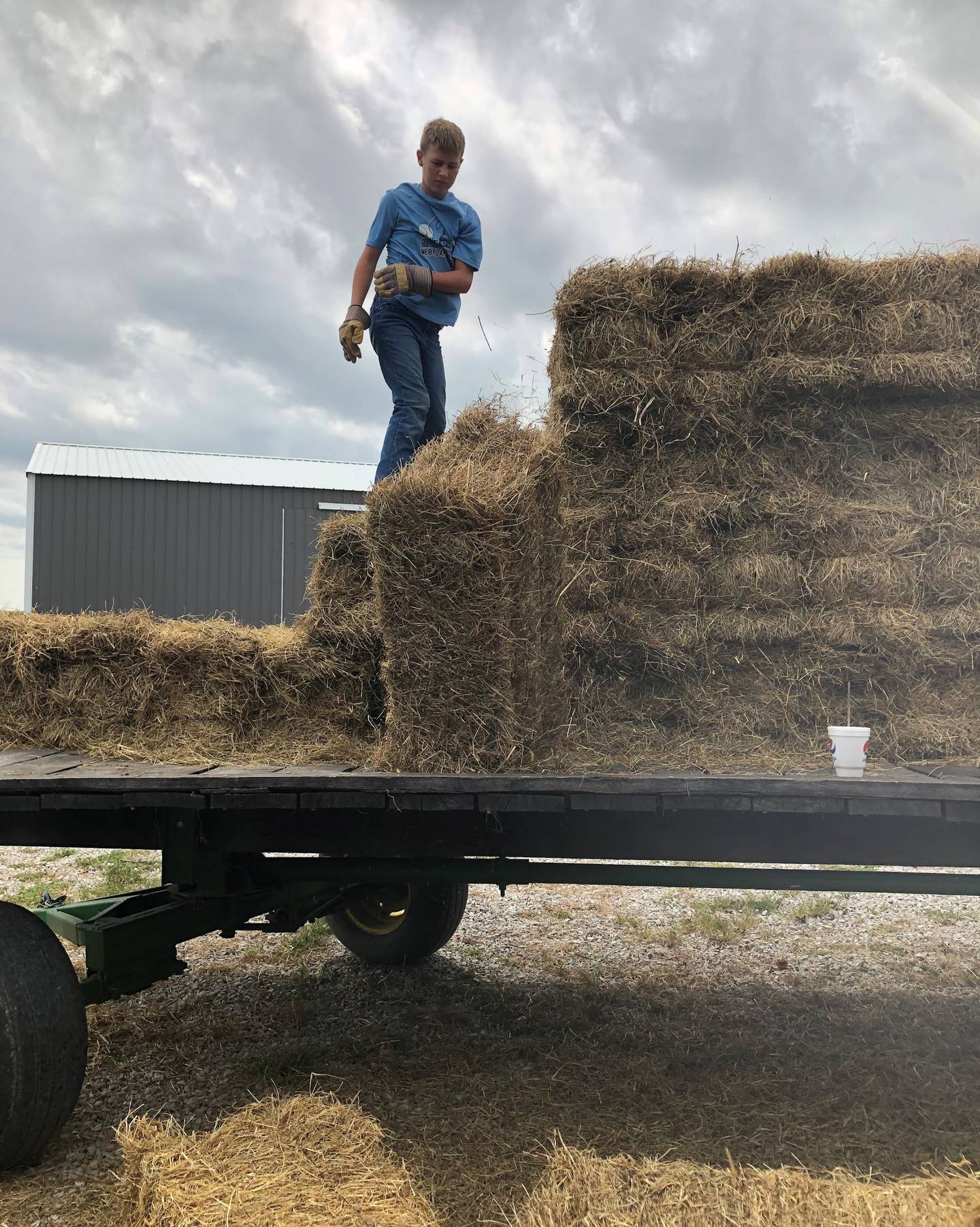 Jonah Elvidge unloads bales for his flock that includes Oxford, Polypay and Southdown sheep that he shows and sells to commercial producers.