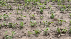 Argentina soybean crop struggling