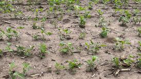 Argentina soybean crop struggling