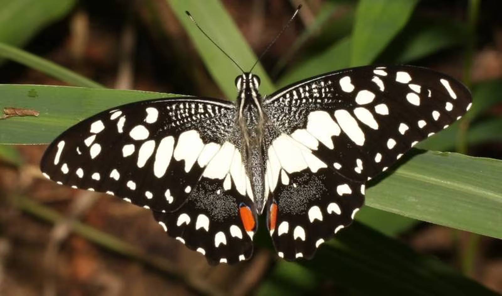 Invasive butterfly damages citrus trees, has reached Florida AgriNews