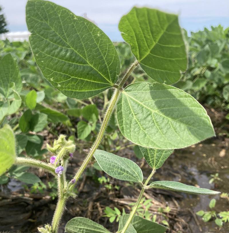 Illinois crop progress.