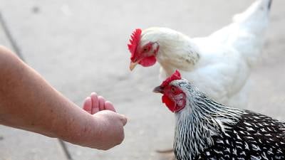 Calendar: Getting started with backyard chickens